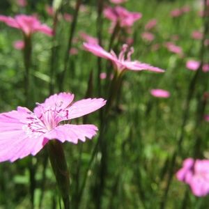 Meet your Posher, Graceann